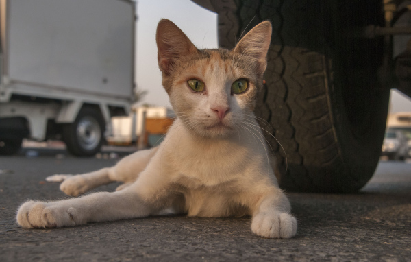 Аравийский мау у колеса