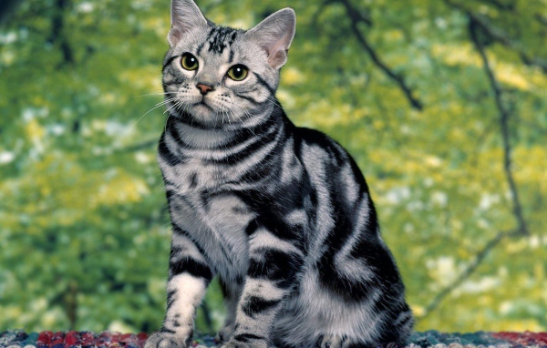 Милая кошка азиатская табби