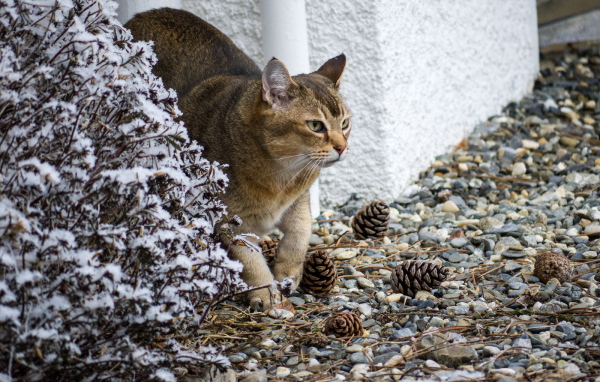 Кот породы азиатская табби