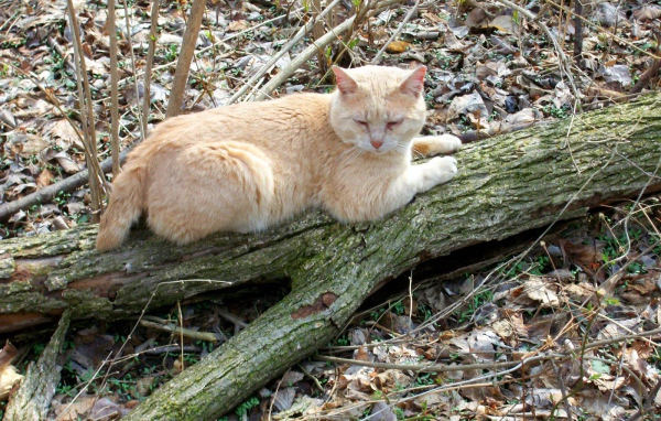 Рыжий американский бобтейл