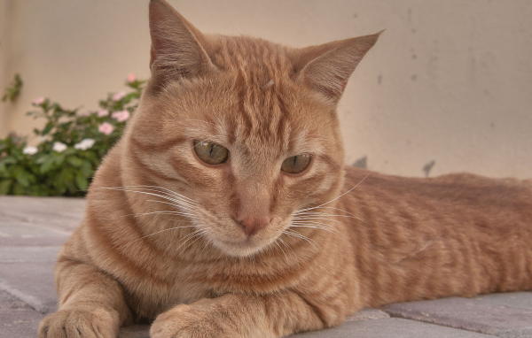 Рыжий аравийский мау