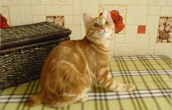 Рыжий курильский бобтейл