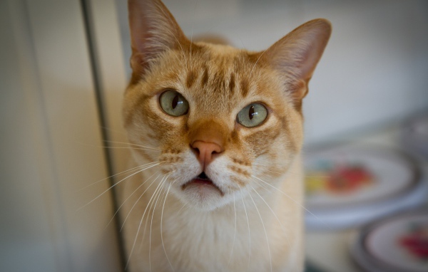 Морда кота австралийский мист