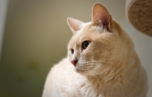 Кот австралийский мист