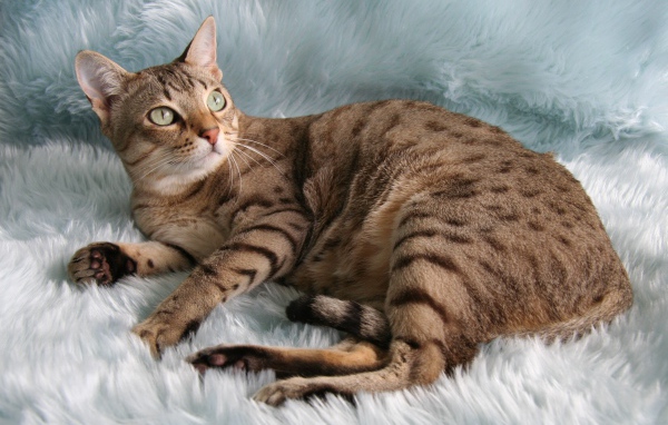 Порода кошек австралийский мист