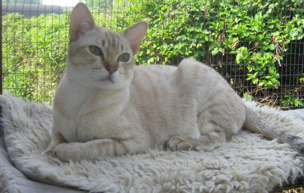 Кот австралийский мист на природе