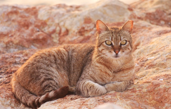 Австралийский мист на скале
