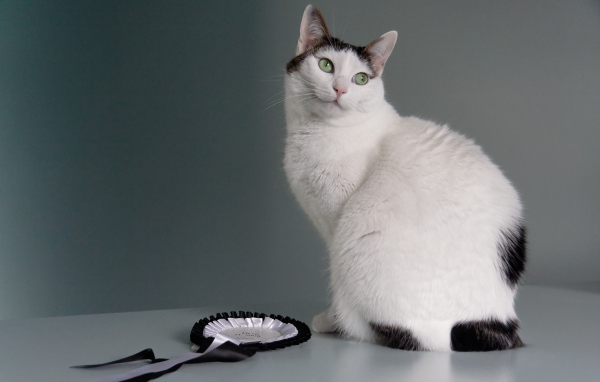 Награда японского бобтейла