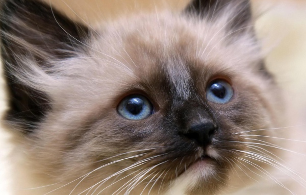 Котенок балийской кошки