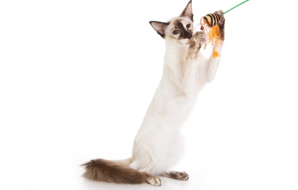 Балийская кошка с игрушкой