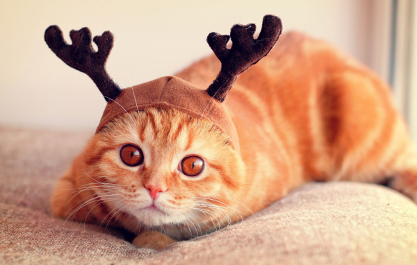 Шапочка у шотландской кошки