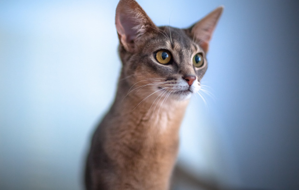 Красивая абиссинка