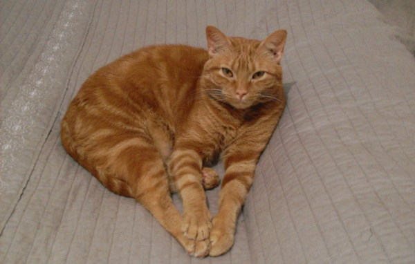 Красивый аравийский мау