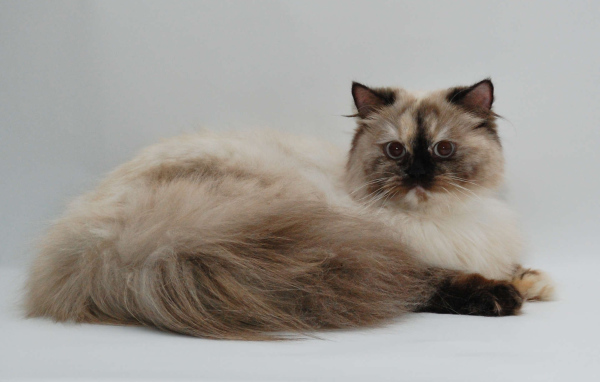 Красивая британская длинношерстная кошка