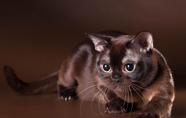 Красивая бурманская кошка