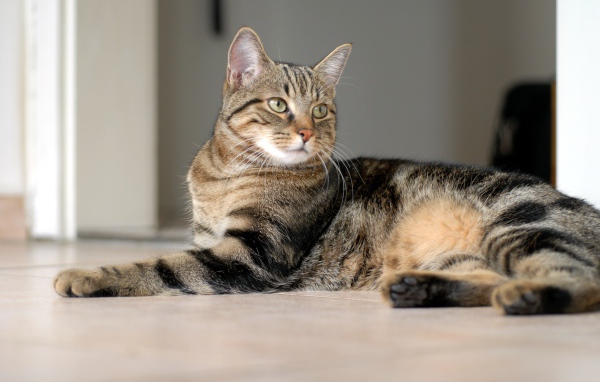 Красивая европейская короткошерстная кошка