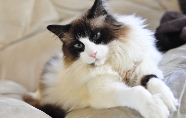 Красивая кошка рэгдолл