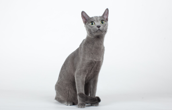 Красивая русская голубая кошка