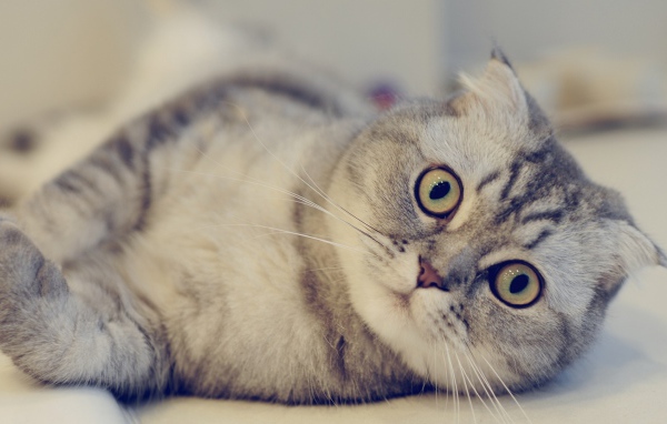 Красивая шотландская кошка