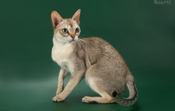 Красивая сингапурская кошка