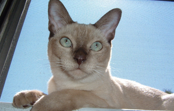 Красивая тонкинская кошка