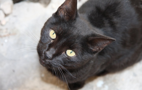 Красивая бомбейская кошка