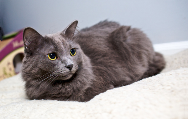 Красивый кот нибелунг