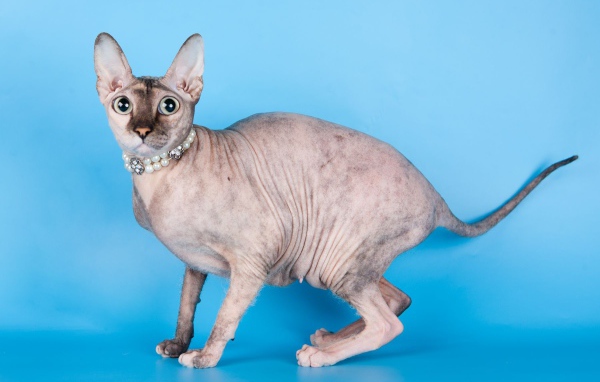 Красивый кот петерболд