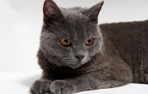 Красивый серый селкирк рекс