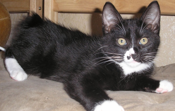 Черный курильский бобтейл