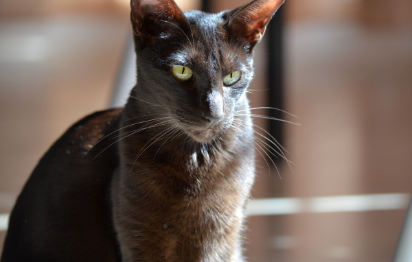 Черная ориентальная короткошерстная кошка