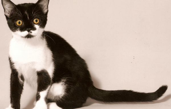 Черно белая американская короткошерстная кошка