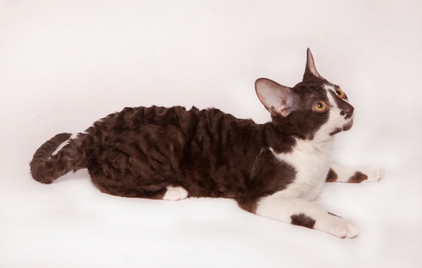 Черно белый корниш рекс