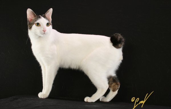 Бело черный японский бобтейл