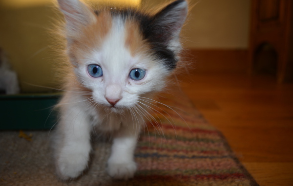 Голубоглазый котенок японский бобтейл