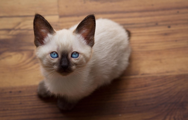 Голубоглазый котенок меконгский бобтейл