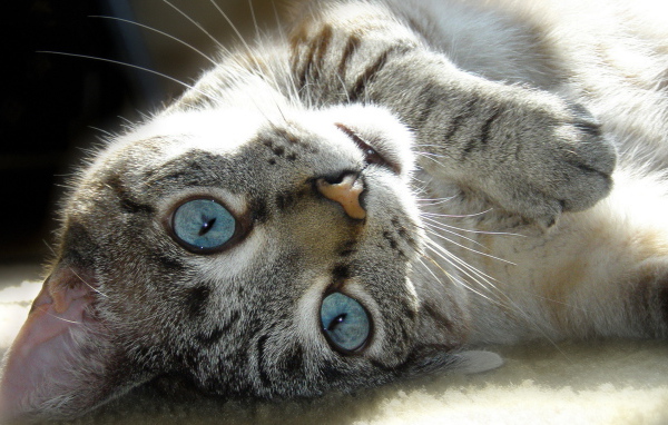 Голубые глаза у балийской кошки