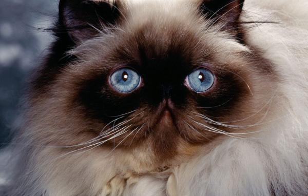 Голубые глаза гималайской кошки