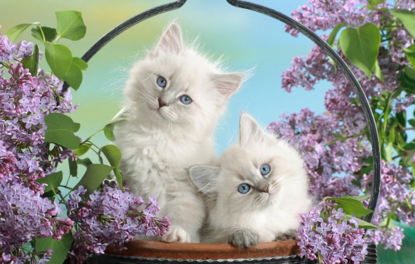 Голубоглазые котята