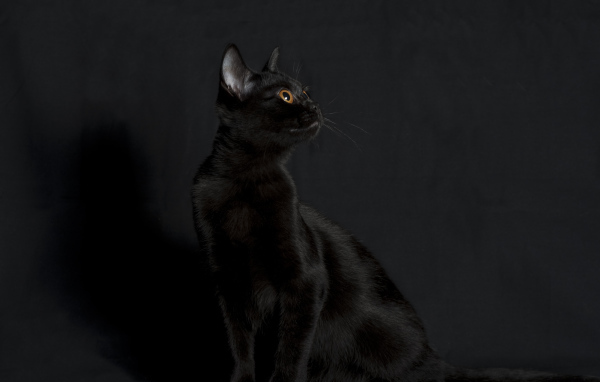 Черная бомбейская кошка на черном фоне