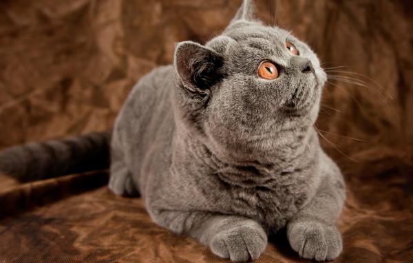 Порода британская длинношерстная кошка