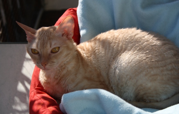 Порода немецкий рекс