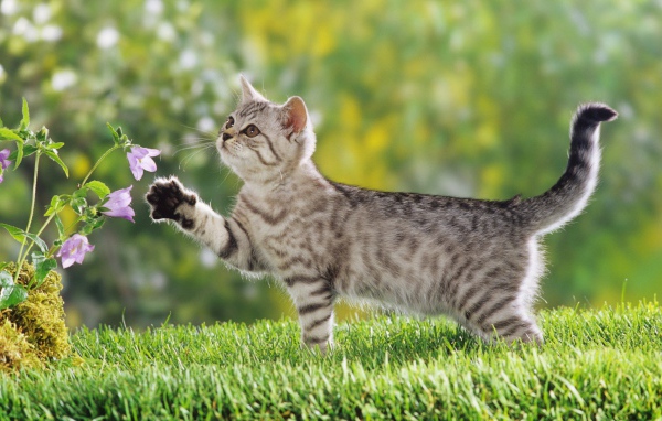 Британский короткошерстный котенок