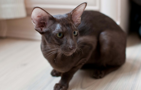 Коричневая ориентальная короткошерстная кошка