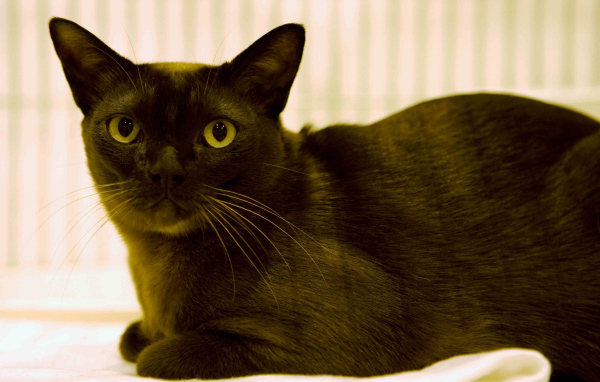 Порода бурманская кошка