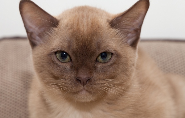 Котенок бурманской кошки