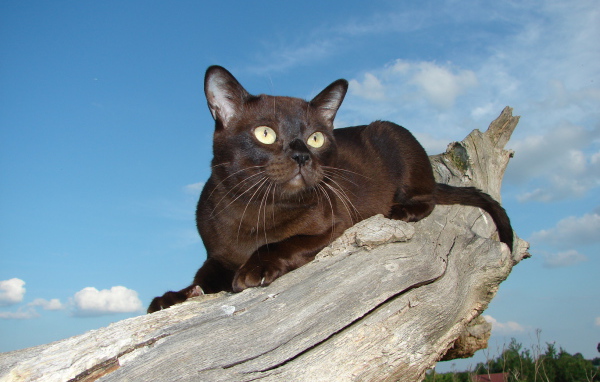 Бурманская кошка на сухом пне