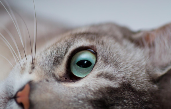 Глаза кошки бурмилла