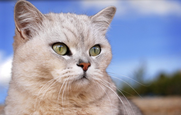 Порода кошек бурмилла