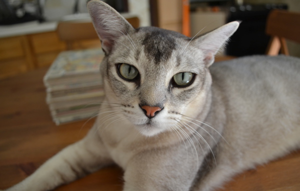 Кошка бурмилла лежит на столе